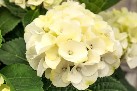 Hydrangea m. 'Caipirinha' - 5 Ltr pot - image 4
