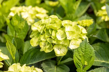 Hydrangea m. 'Caipirinha' - 5 Ltr pot - image 5