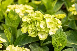 Hydrangea m. 'Caipirinha' - 5 Ltr pot - image 5
