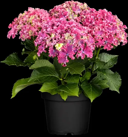 Hydrangea m. 'Curly Sparkle Purple' - 5 Ltr pot - image 1
