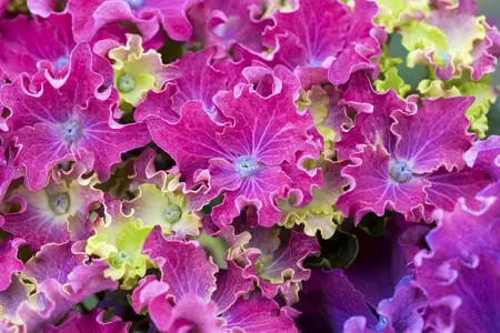Hydrangea m. 'Curly Sparkle Purple' - 5 Ltr pot - image 2