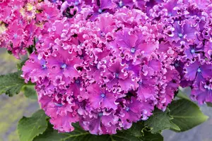 Hydrangea m. 'Curly Sparkle Purple' - 5 Ltr pot - image 3