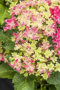 Hydrangea m. 'Curly Sparkle Red'