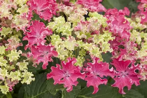 Hydrangea m. 'Curly Sparkle Red' - 5 Ltr pot - image 2