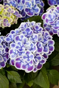 Hydrangea m. 'Dali'