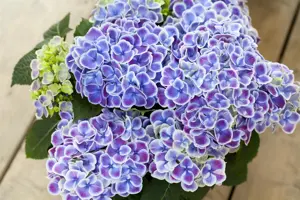 Hydrangea m. 'Dali' - 5 Ltr pot - image 2
