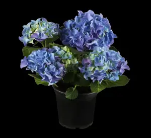 Hydrangea m. 'Dandenong' - 2 Ltr pot - image 2