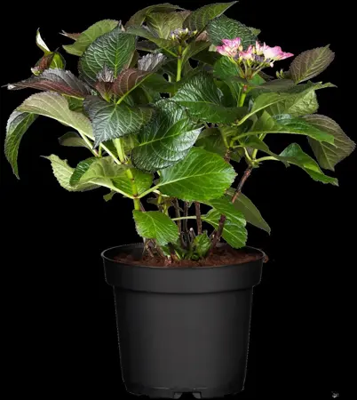 Hydrangea m. 'Dark Angel'? - 5 Ltr pot - image 2