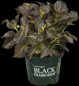 Hydrangea m. 'Dark Angel'? - 5 Ltr pot - image 5