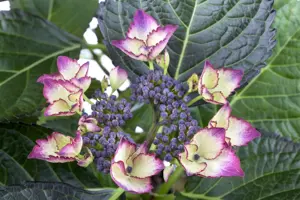 Hydrangea m. 'Dark Angel'?