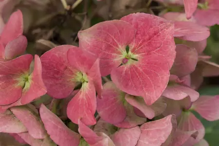 Hydrangea m. 'Dark Angel'? - 5 Ltr pot - image 3