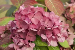 Hydrangea m. 'Dark Angel'? - 5 Ltr pot - image 4