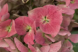 Hydrangea m. 'Dark Angel'? purple - 5 Ltr pot - image 3