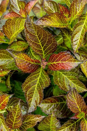 Hydrangea m. 'Dark Angel'? red - 2 Ltr pot - image 4