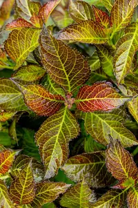 Hydrangea m. 'Dark Angel'? red - 2 Ltr pot - image 4