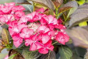 Hydrangea m. 'Dark Angel'? red - 2 Ltr pot - image 5