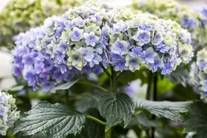 Hydrangea m. 'Dart's Romance'