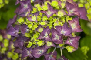 Hydrangea m. 'Deep Purple Dance'?