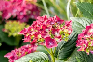 Hydrangea m. 'Deep Purple Dance'? - 2 Ltr pot - image 5