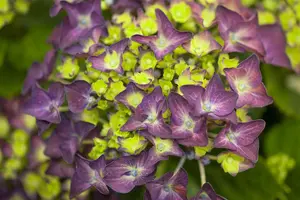 Hydrangea m. 'Deep Purple Dance'? - 5 Ltr pot - image 5