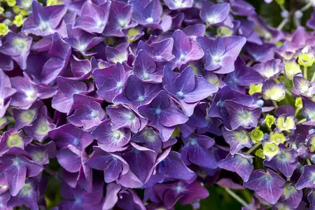 Hydrangea m. 'Deep Purple Dance'? - 5 Ltr pot - image 2