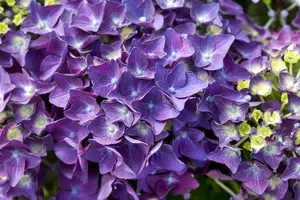 Hydrangea m. 'Deep Purple Dance'? - 5 Ltr pot - image 2