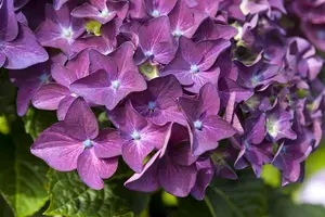 Hydrangea m. 'Deep Purple Dance'? - 5 Ltr pot - image 3