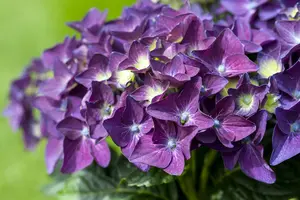 Hydrangea m. 'Deep Purple Dance'? - 5 Ltr pot - image 4