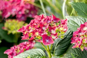 Hydrangea m. 'Deep Purple Dance'? - 5 Ltr pot - image 5