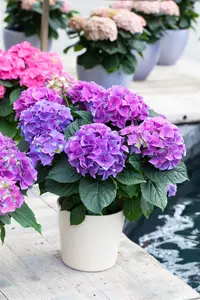 Hydrangea m. 'Early Blue' - 60-80 CM C20 - image 4