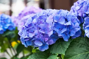 Hydrangea m. 'Early Blue'
