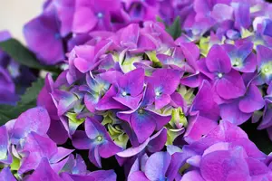 Hydrangea m. 'Early Blue' - 60-80 CM C20 - image 3