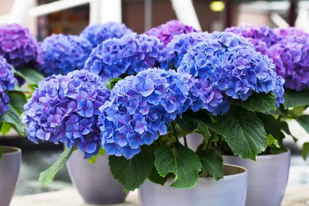 Hydrangea m. 'Early Blue' - 80-100 CM C20 - image 2