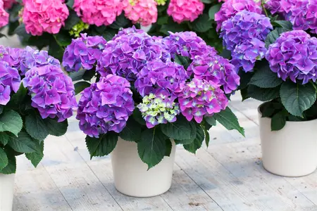 Hydrangea m. 'Early Blue' - 3 Ltr pot - image 5