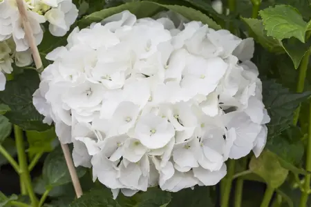 Hydrangea m. (ES) 'Bride' - 3 Ltr pot - image 1