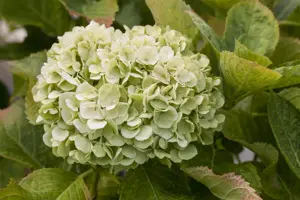 Hydrangea m. (ES) 'Bride' - 3 Ltr pot - image 2