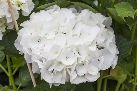 Hydrangea m. (ES) 'Bride' - 15 Ltr pot - image 1