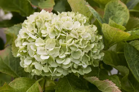 Hydrangea m. (ES) 'Bride' - 15 Ltr pot - image 2
