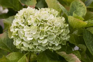 Hydrangea m. (ES) 'Bride' - 15 Ltr pot - image 2