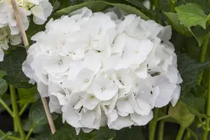 Hydrangea m. (ES) 'Bride' - C35 - image 1