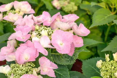Hydrangea m. (ES) pink - 2 Ltr pot