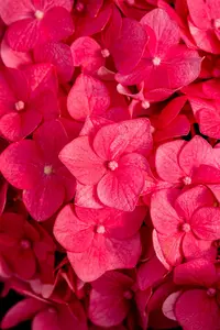 Hydrangea m. (ES) 'Summer Love' - C35 - image 3