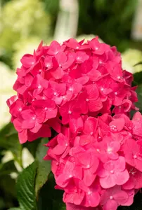 Hydrangea m. (ES) 'Summer Love' - C35 - image 4