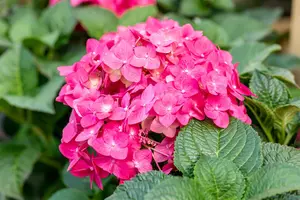 Hydrangea m. (ES) 'Summer Love' - C35 - image 5