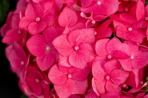 Hydrangea m. (ES) 'Summer Love' - C35 - image 2
