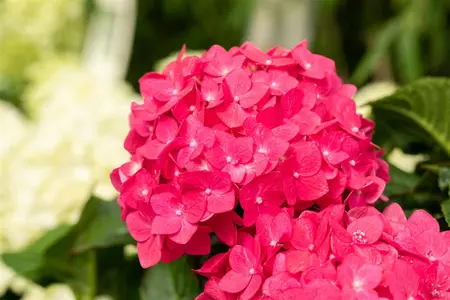 Hydrangea m. (ES) 'Summer Love' - C35 - image 5