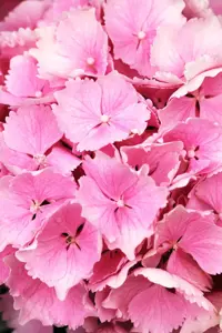 Hydrangea m. 'Everbloom ? Pink Wonder'