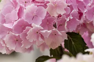 Hydrangea m. 'Everbloom ? Pink Wonder' - 5 Ltr pot - image 2