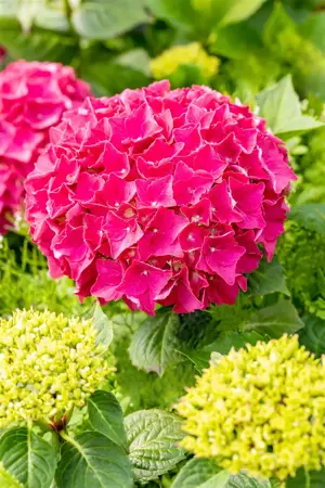 Hydrangea m. 'Everbloom ? Red Wonder' - 5 Ltr pot - image 5