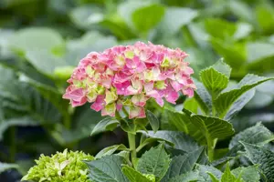 Hydrangea m. 'Everbloom ? Red Wonder'